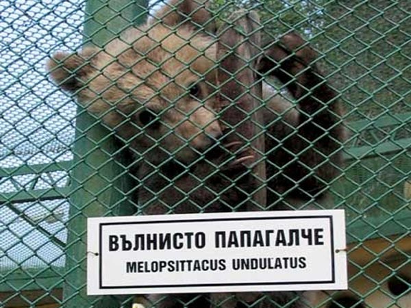 Че има козина, има, ама чак папагалче не е станало още.