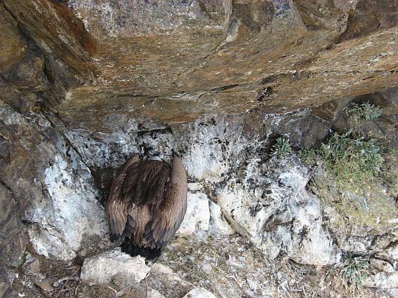 Лешоядът Лешоядът