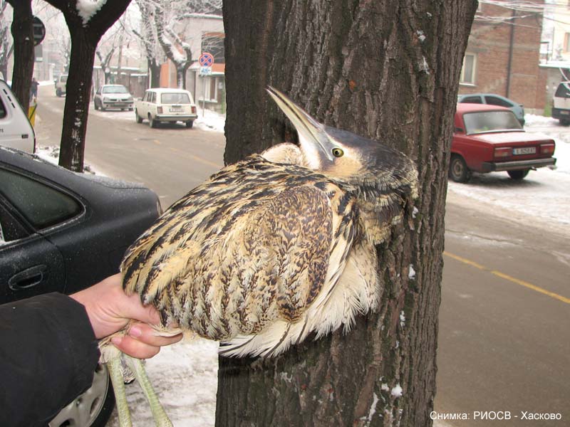 Воден бик Воден бик
