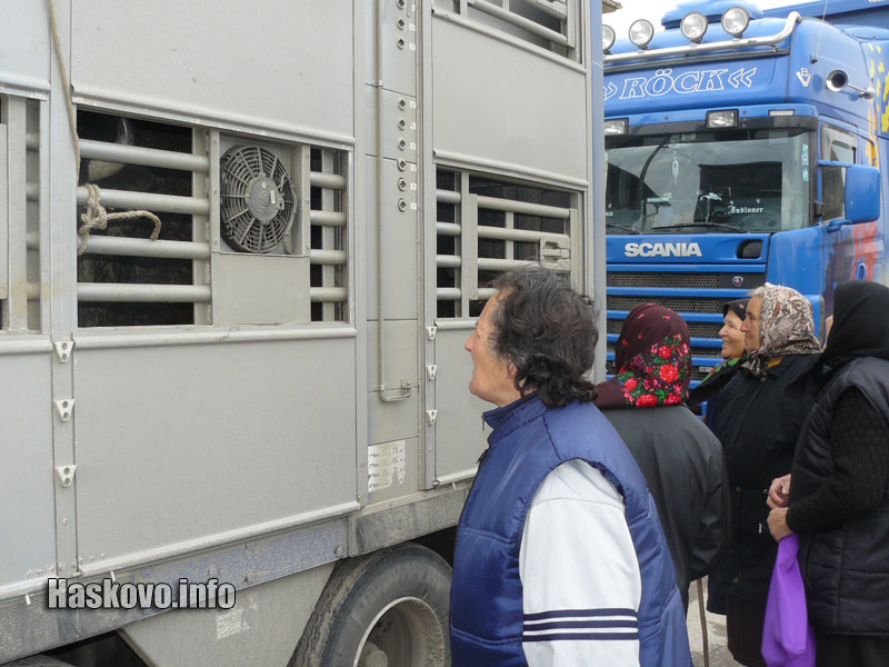 Орловдолските баби се радват на новите бизони