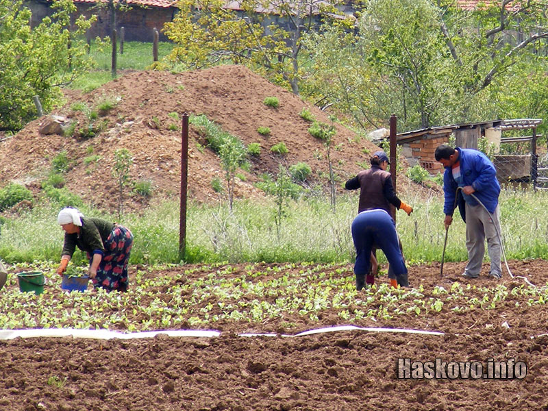 Тютюневото поле