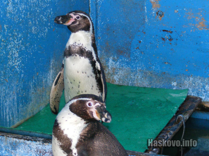 Пингвините Пингвините