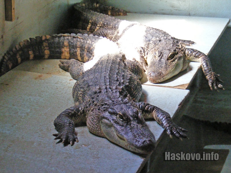 Крокодилите Крокодилите