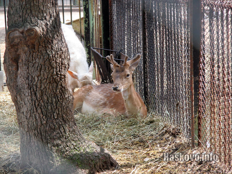 Майката на Еленчето