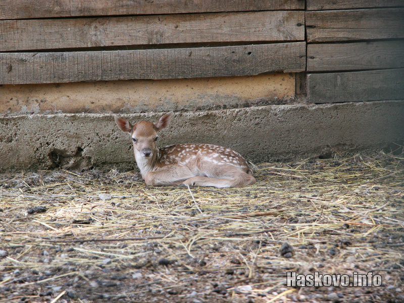 Еленчето Илияна