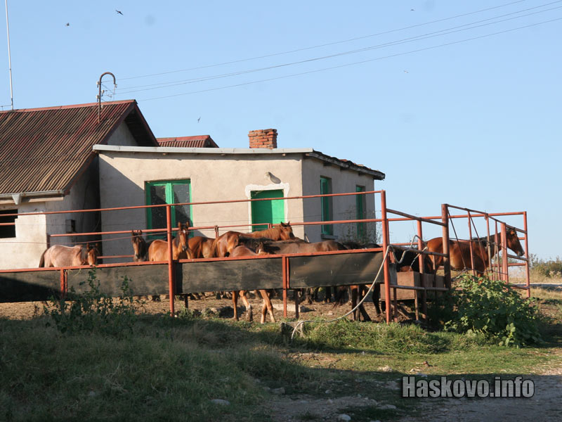 Спасените коне Спасените коне