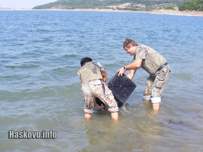 Зарибяването Зарибяването