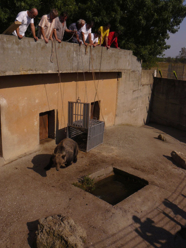 Мечето Васко в Павликени