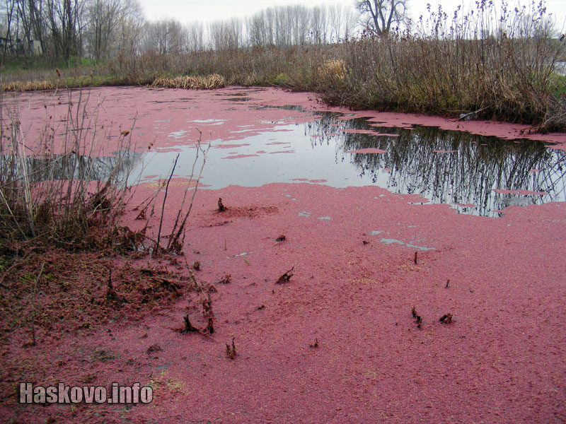 Край Марица