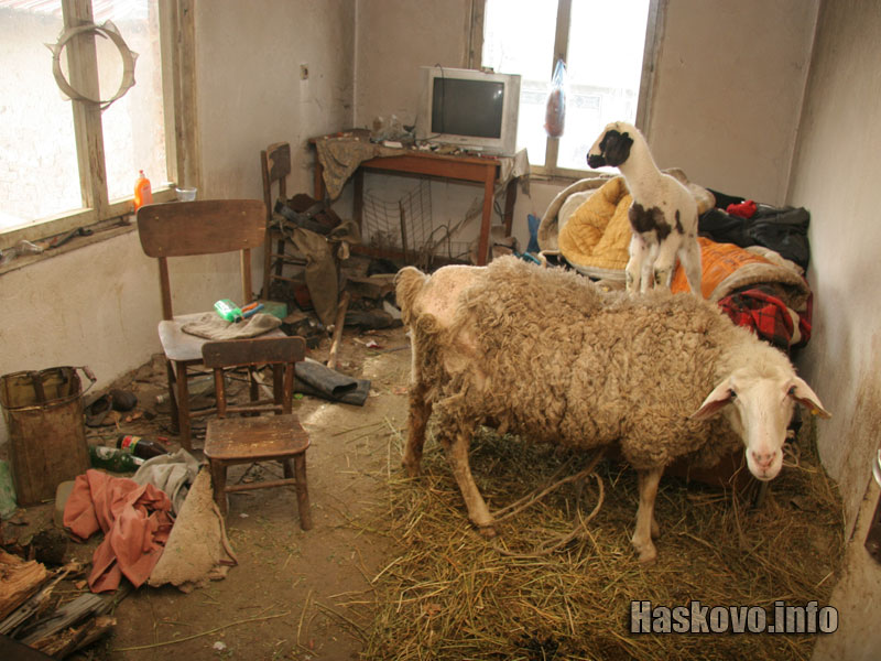 Завързаните животни в стаята