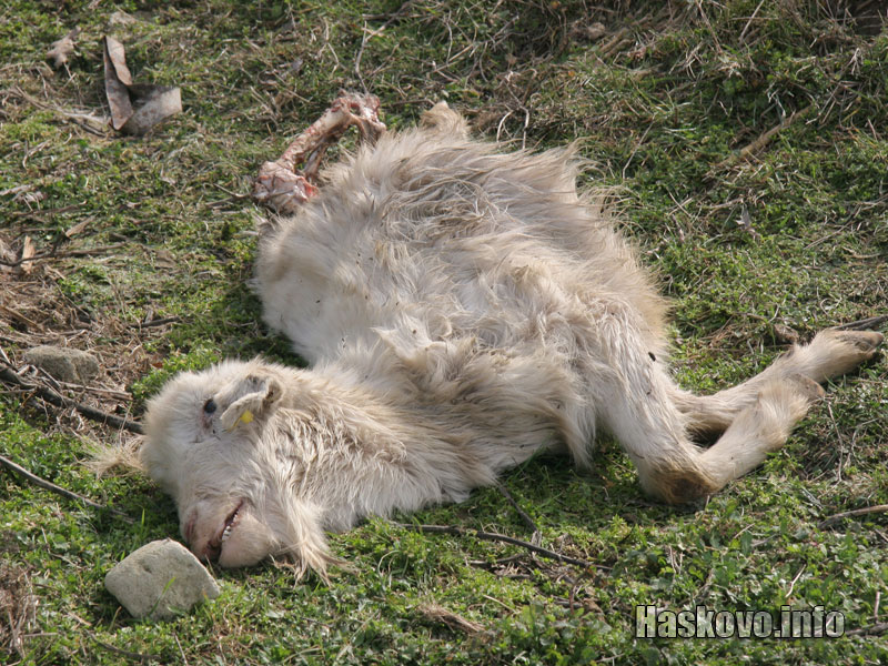 Умряло агне