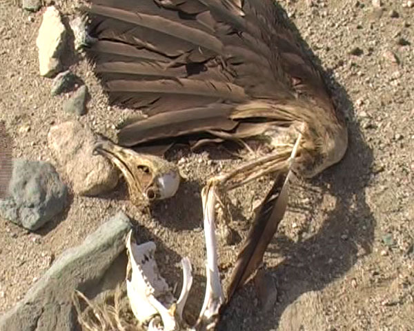 Намерена мъртва птица