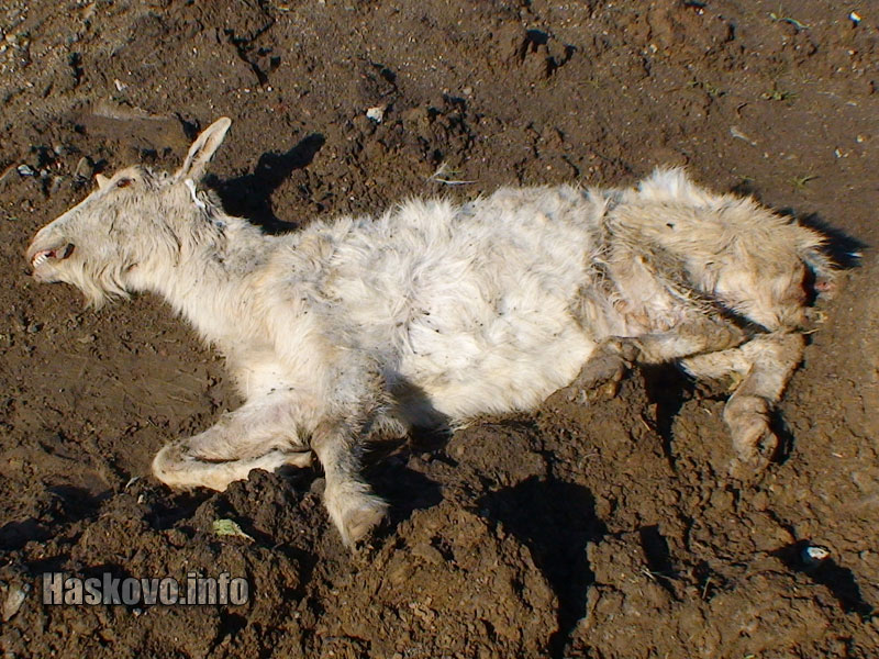 Трупът на козата