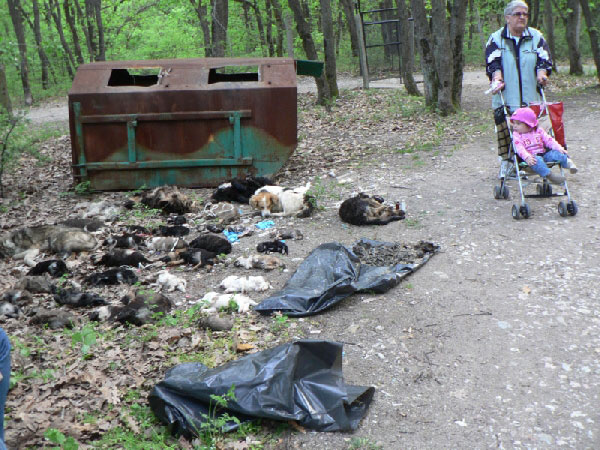 снимка: Фондация Четири лапи