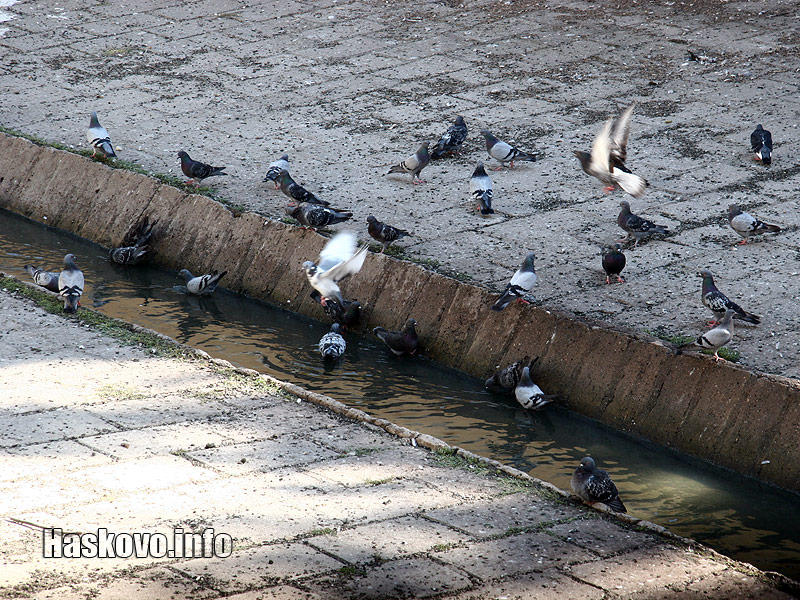 Гълъби Гълъби