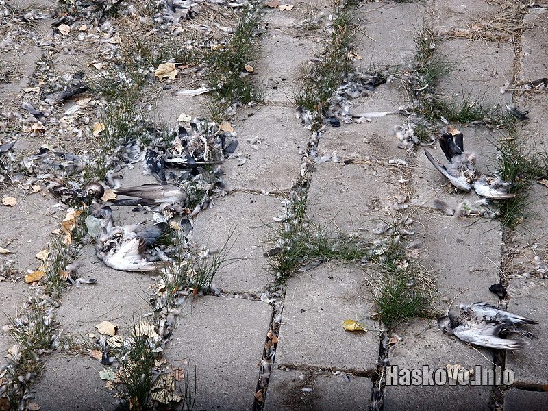 Гълъби Гълъби