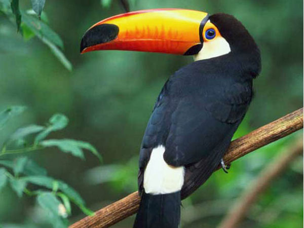 Тукан