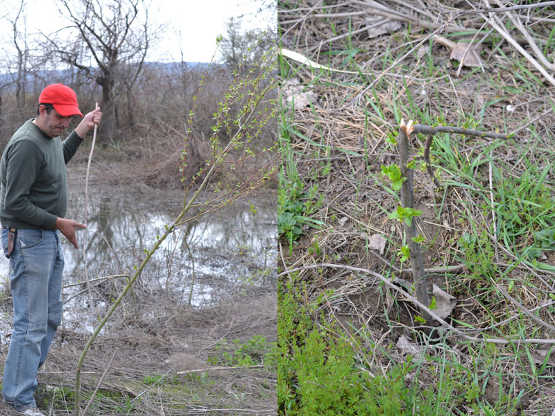 Вандалщината
