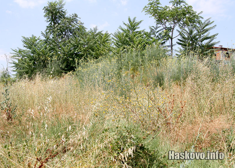 Поляната Поляната