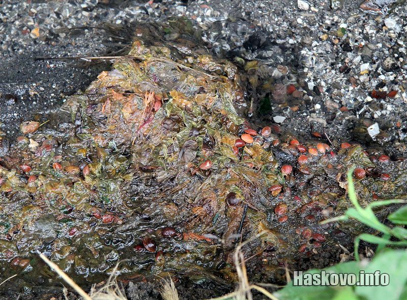 Ракиеният казан