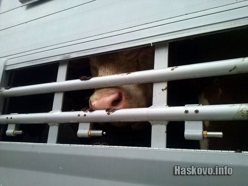 Пожарът Пожарът