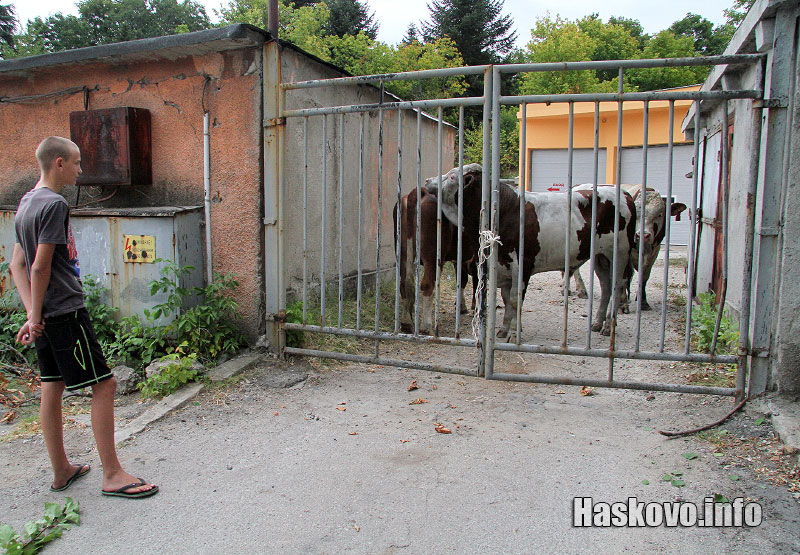 Пожарът Пожарът