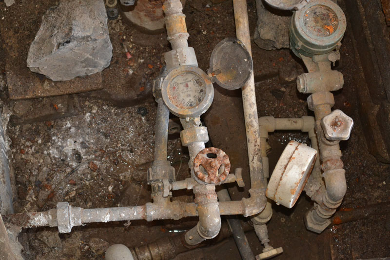 Водомери, илюстрация
