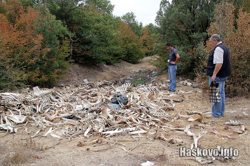 Инспекцията