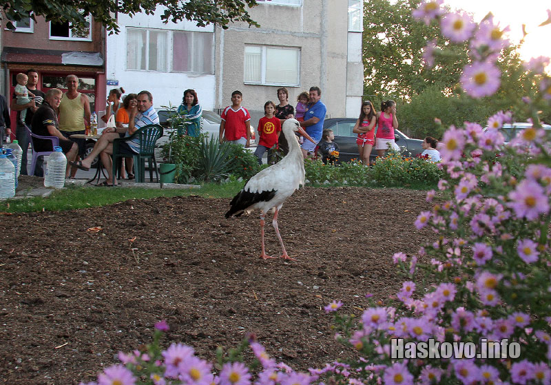 Щъркел Щъркел