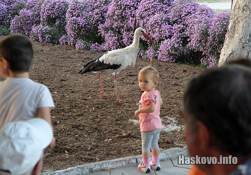 Щъркел Щъркел