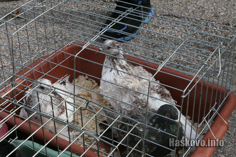 Изложбата Изложбата