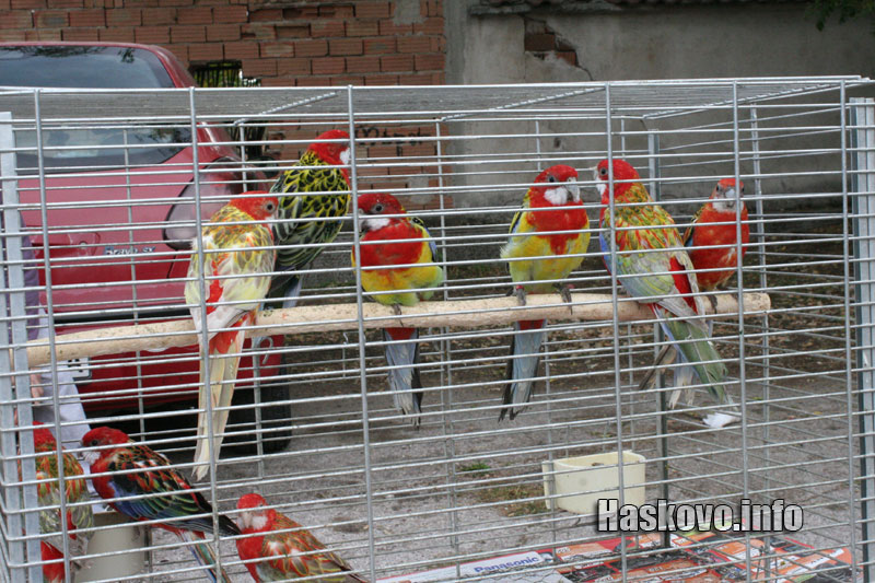 Изложбата Изложбата