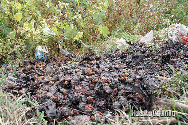 Джибри Джибри