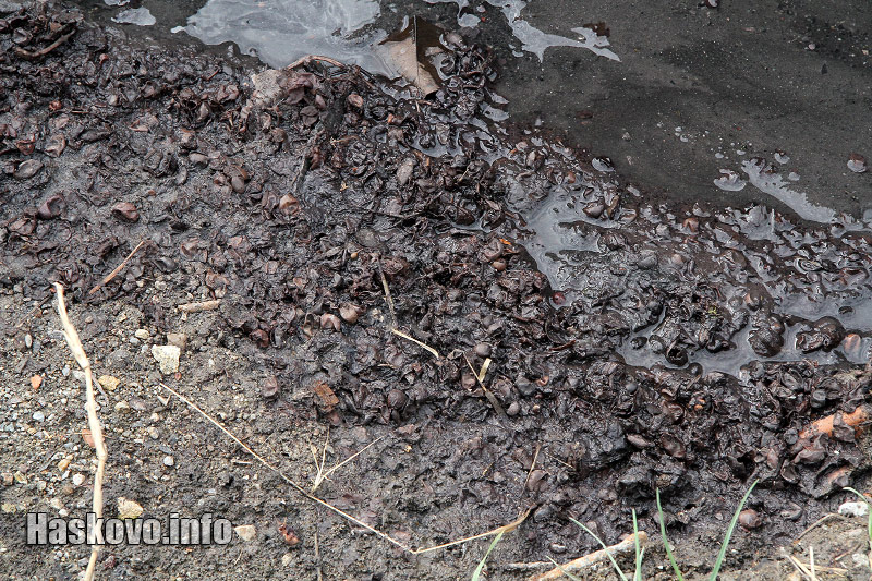 Джибри Джибри