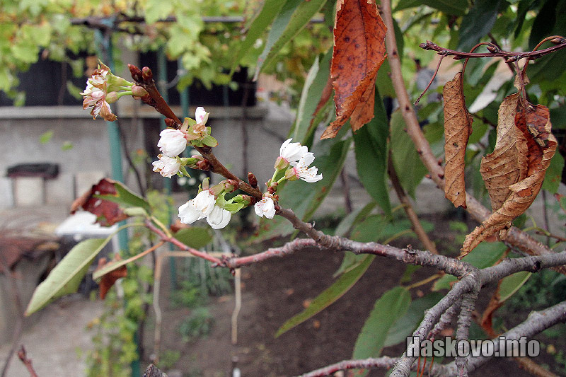 Цъфнали дръвчета