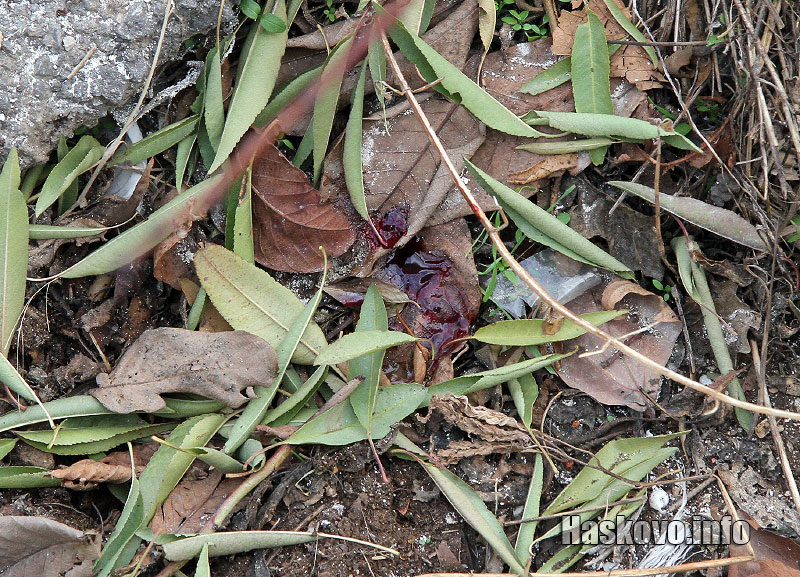 Мястото, където е открит трупа Мястото, където е открит трупа