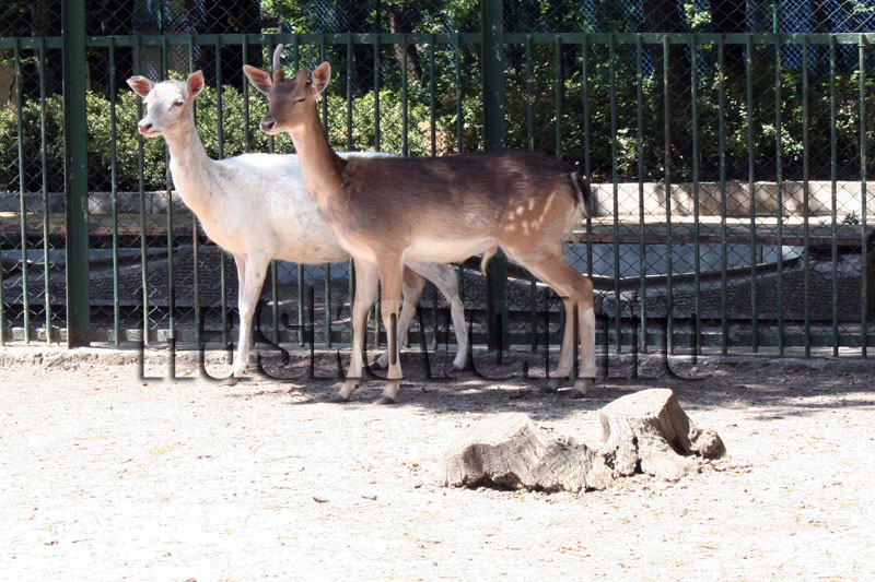 Избягала сърна