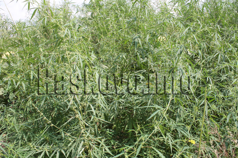 Нивата с канабис Нивата с канабис