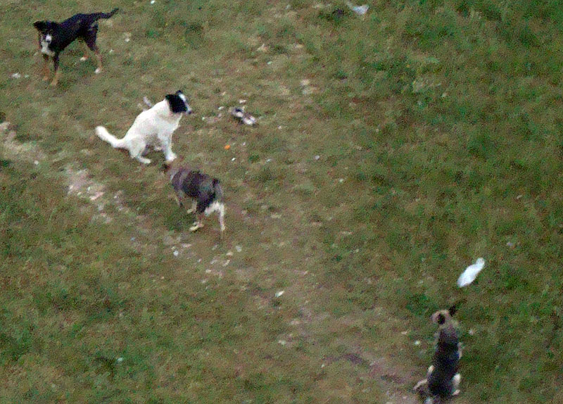 Кучетата, снимка от Татяна Маринова