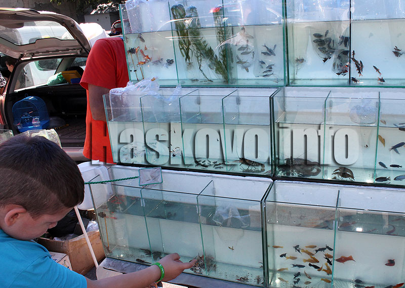 Домашни любимци Домашни любимци