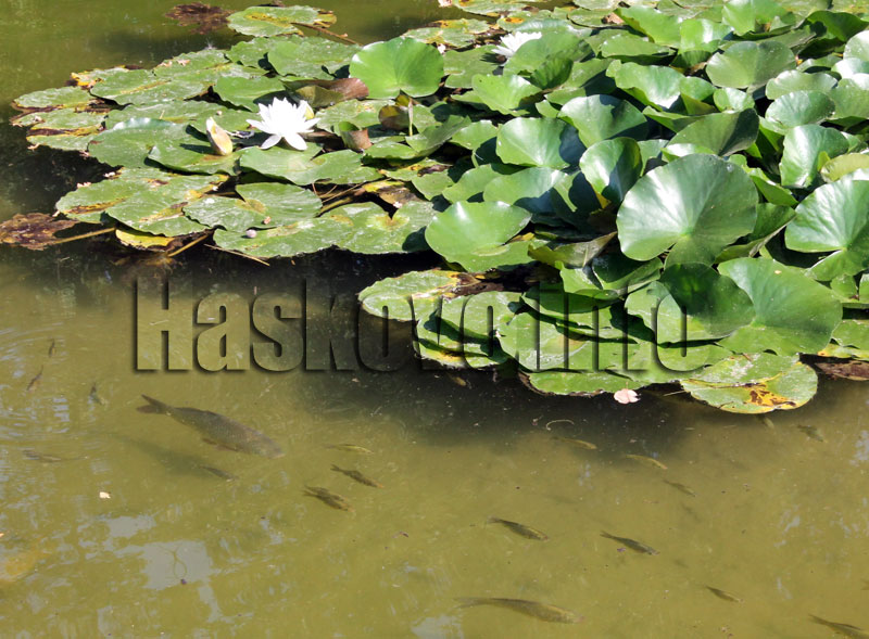 Паркът Паркът