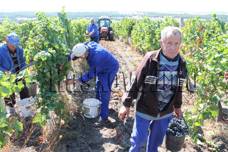 Гроздобер Гроздобер
