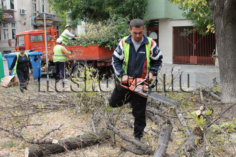 Санитарна сеч Санитарна сеч