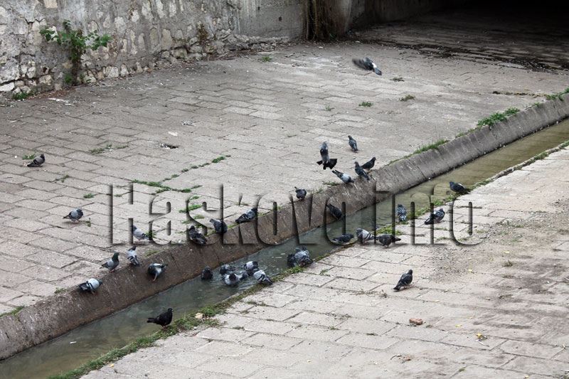 Гълъби Гълъби