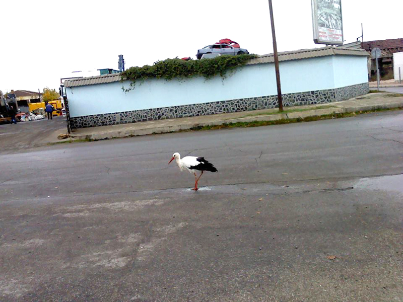 Щъркел Щъркел