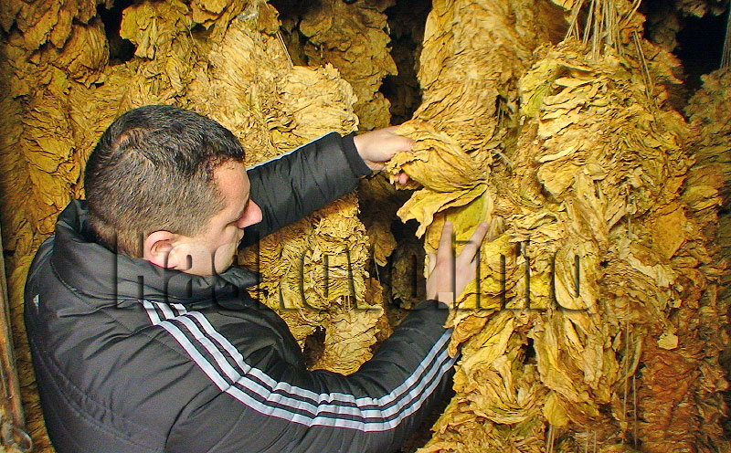 Тютюнопроизводители