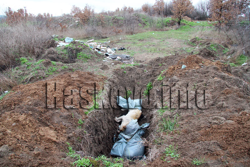 Кучетата