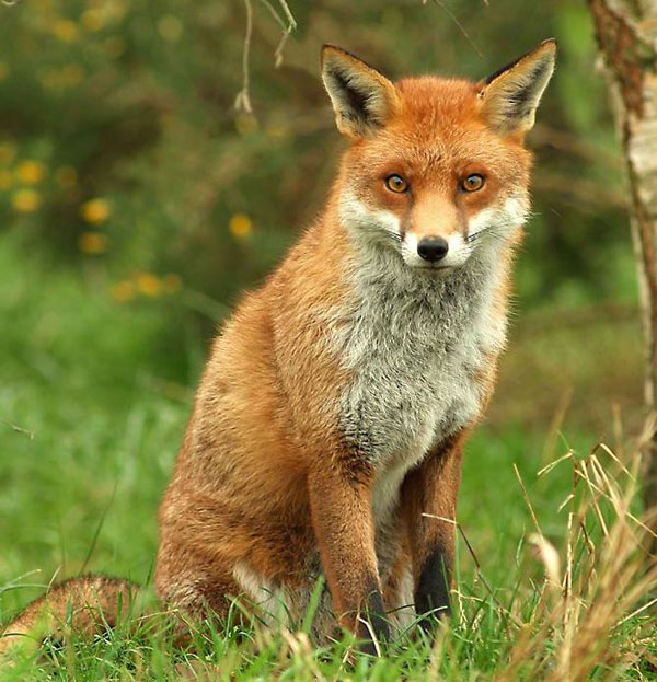 Лисица, илюстрация