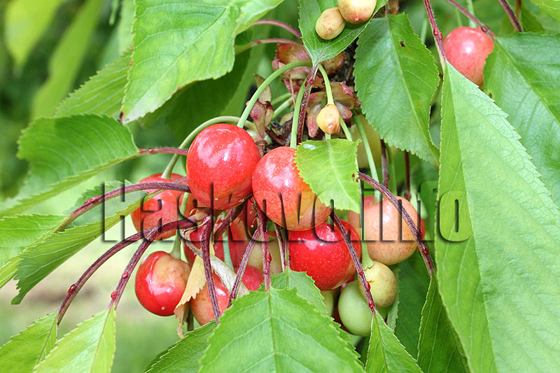 Череши Череши