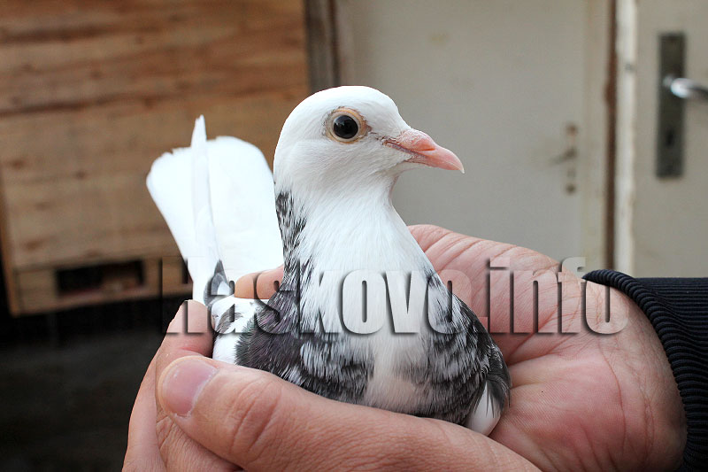 Гълъби Гълъби